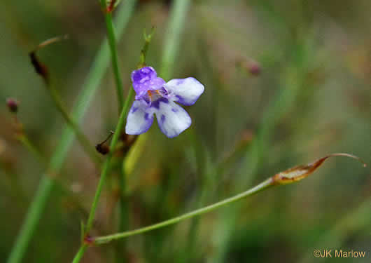 image of Lindernia monticola, Flatrock Pimpernel, Riverbank Pimpernel, False Pimpernel, Piedmont Pimpernel