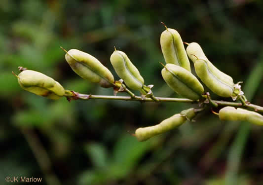 image of Baptisia albescens, Narrow-pod White Wild Indigo, Spiked Wild Indigo