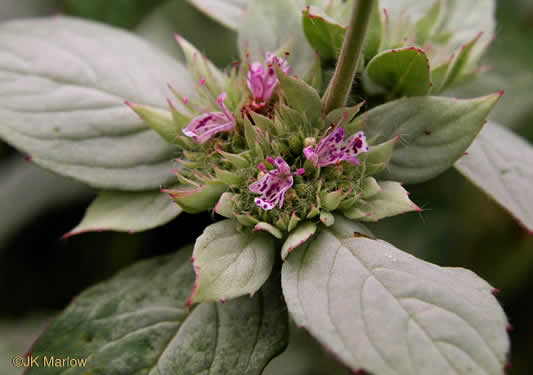 image of Pycnanthemum incanum +, Hoary Mountain-mint, White Mountain-mint