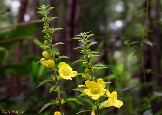 Aureolaria virginica, Downy False Foxglove, Downy Oak-leach, Virginia Oak-leach, Downy Yellow False Foxglove