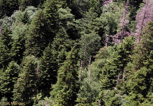 image of Picea rubens, Red Spruce, He Balsam