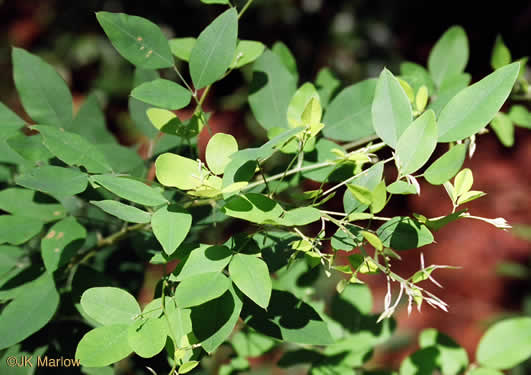 image of Lespedeza bicolor, Bicolor Lespedeza, Bicolor, Shrubby Lespedeza