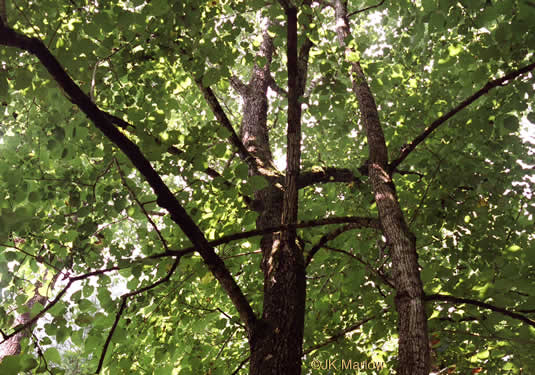 image of Tilia americana var. heterophylla, Mountain Basswood, White Basswood