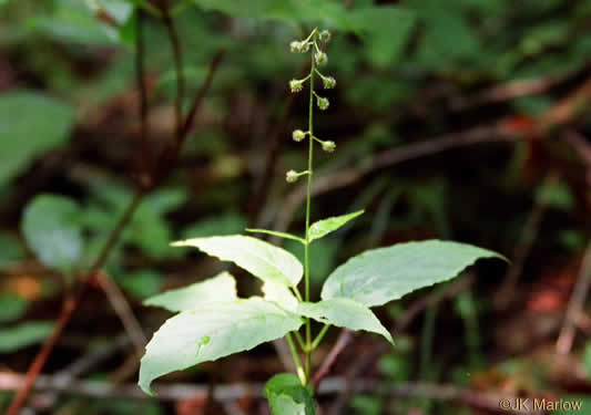 image of Circaea canadensis, Canada Enchanter's Nightshade