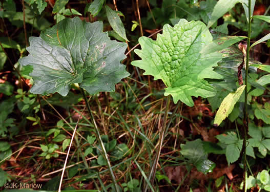 image of Arnoglossum atriplicifolium, Pale Indian-plantain