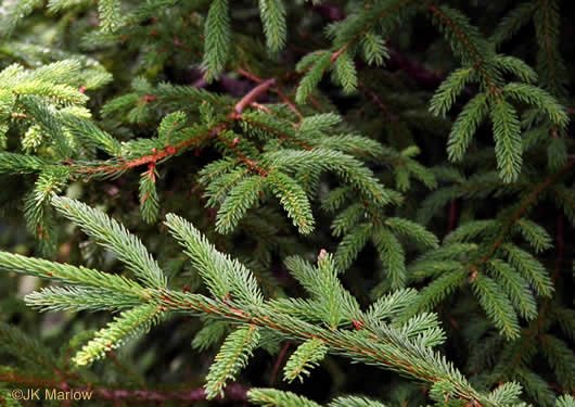 image of Picea rubens, Red Spruce, He Balsam