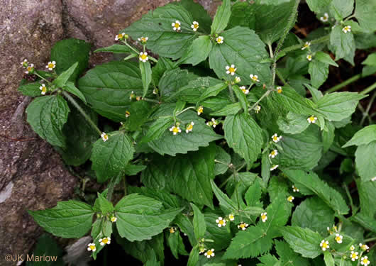 image of Galinsoga quadriradiata, Common Peruvian-daisy, Gallant Soldiers, Fringed Quickweed