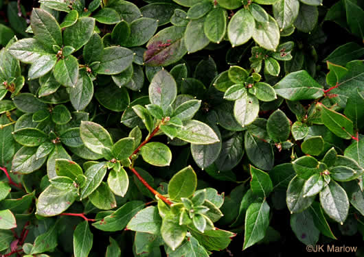 image of Rhododendron pilosum, Minniebush