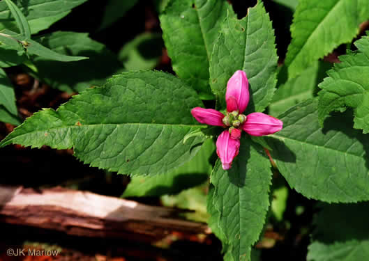 image of Chelone lyonii, Mountain Turtlehead, Pink Turtlehead, Appalachian Turtlehead