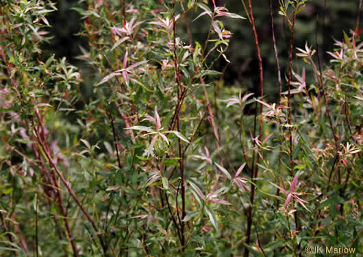 image of Salix sericea, Silky Willow, Shrub Willow, Satin Willow