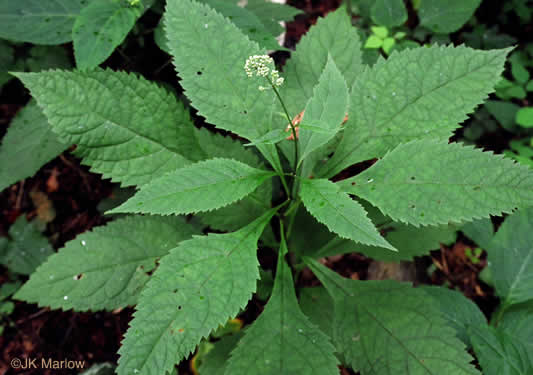 Eutrochium purpureum var. purpureum, Purple-node Joe-pye-weed, Sweet Joe-pye-weed