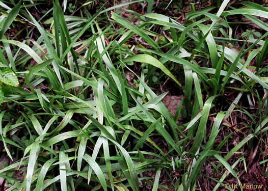 image of Pityopsis nervosa, Common Silkgrass, Grassleaf Goldenaster