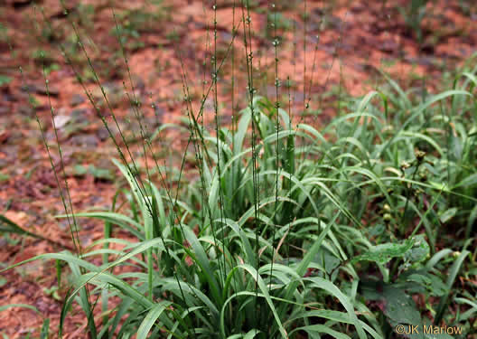 image of Chasmanthium sessiliflorum var. sessiliflorum, Longleaf Woodoats, Longleaf Spikegrass, Upland Oats