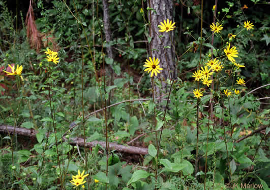 image of Helianthus atrorubens, Purple-disk Sunflower, Hairy Wood Sunflower, Appalachian Sunflower