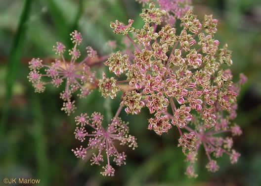 image of Angelica venenosa, Hairy Angelica, Downy Angelica, Deadly Angelica, Woodland Angelica