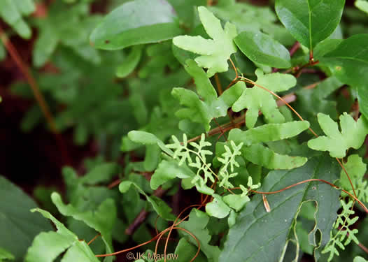 image of Lygodium palmatum, American Climbing Fern