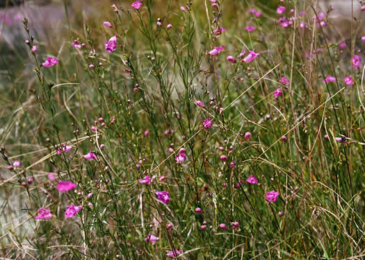 image of Agalinis purpurea, Purple Gerardia, Common Agalinis, Purple False Foxglove