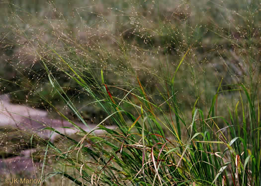 image of Panicum virgatum var. virgatum, Switchgrass, Prairie Switchgrass