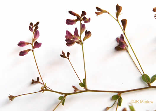 image of Lespedeza repens, Smooth Trailing Lespedeza, Creeping Lespedeza, Creeping Bush-clover