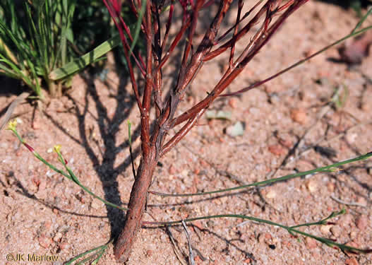 image of Hypericum gentianoides, Pineweed, Orange-grass, Orangeweed