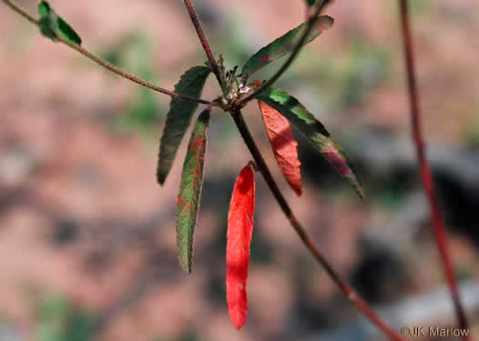 image of Croton glandulosus var. septentrionalis, Doveweed, Tooth-leaved Croton, Sand Croton, Northern Croton