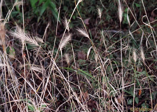 Elymus virginicus, Virginia Wild-rye, Common Eastern Wild-rye, Terrell Grass