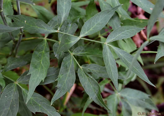 image of Oxypolis rigidior, Cowbane, Pig-potato, Stiff Cowbane