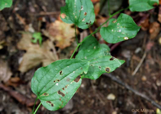 image of Smilax herbacea, Common Carrionflower, Smooth Carrionflower