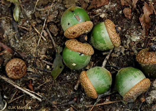 image of Quercus rubra +, Northern Red Oak, Red Oak