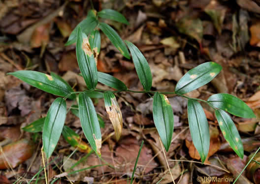 Uvularia puberula, Mountain Bellwort, Appalachian Bellwort, Carolina Bellwort, Coastal Bellwort