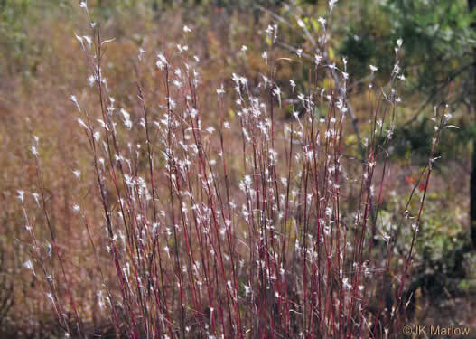 image of Andropogon ternarius, Splitbeard Bluestem, Silvery Bluestem