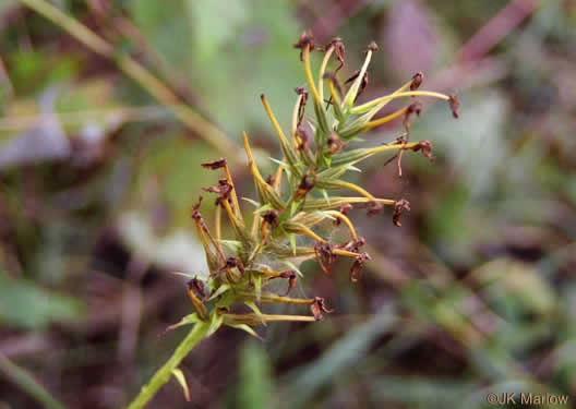 image of Platanthera ciliaris, Yellow Fringed Orchid