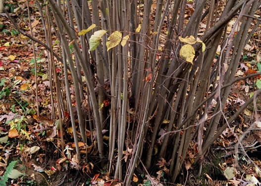 image of Corylus americana, American Hazelnut, American Filbert