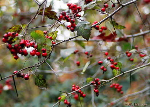 image of Crataegus phaenopyrum, Washington Hawthorn, Virginia Hawthorn