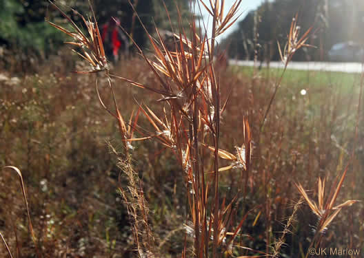 Elliott's Bluestem (Andropogon gyrans)