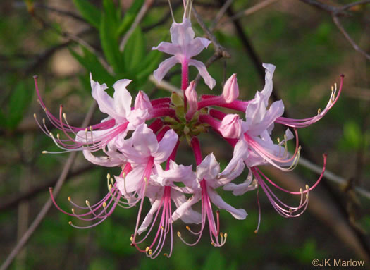 image of Rhododendron periclymenoides, Pinxterflower, Pinxterbloom Azalea, Election Pink, Pinxter Azalea