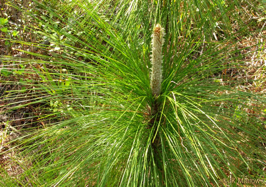 image of Pinus palustris, Longleaf Pine, Southern Pine