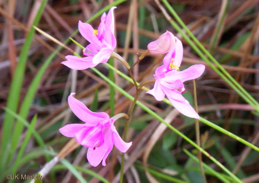 image of Calopogon barbatus, Bearded Grass-pink