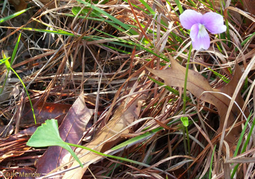 image of Viola septemloba, Southern Coastal Violet, Cleft-leaved Violet