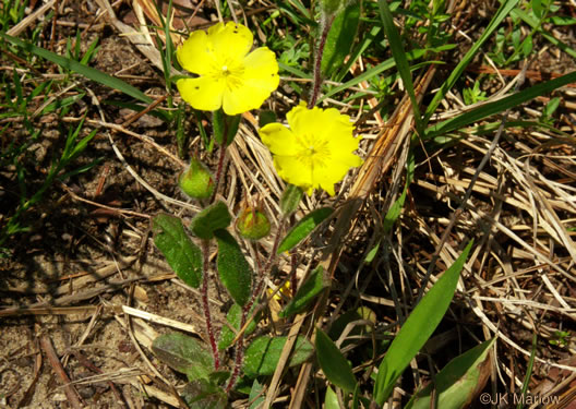 image of Crocanthemum carolinianum, Carolina Sunrose, Carolina Frostweed, Carolina Rockrose