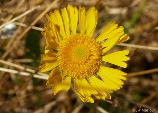 image of Helenium pinnatifidum, Savanna Sneezeweed, Southeastern Sneezeweed