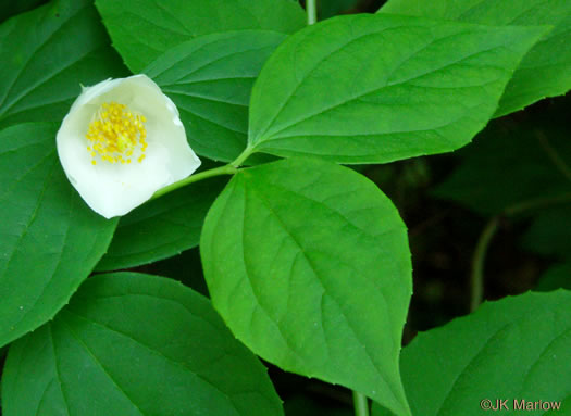 image of Philadelphus inodorus, Appalachian Mock-orange, Scentless Mock-orange