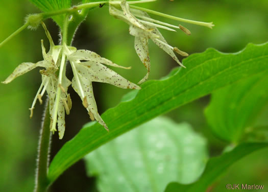 image of Prosartes maculata, Spotted Mandarin, Nodding Mandarin