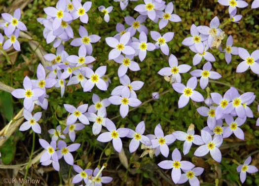 image of Houstonia serpyllifolia, Thymeleaf Bluet, Appalachian Bluet, Prostrate Bluet, Marsh Bluet