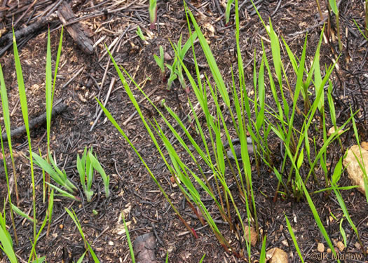 image of Panicum virgatum var. virgatum, Switchgrass, Prairie Switchgrass