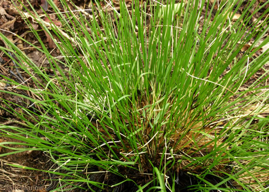 image of Sporobolus heterolepis, Prairie Dropseed