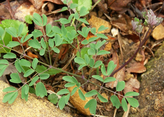 image of Thalictrum macrostylum, Small-leaved Meadowrue, Small-flowered Meadowrue