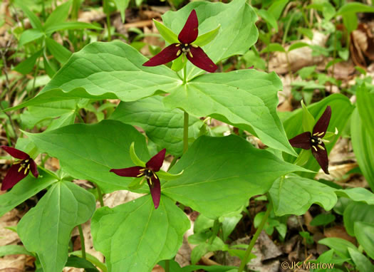 image of Trillium erectum, Red Trillium, Purple Trillium, Stinking Willie, Stinking Benjamin