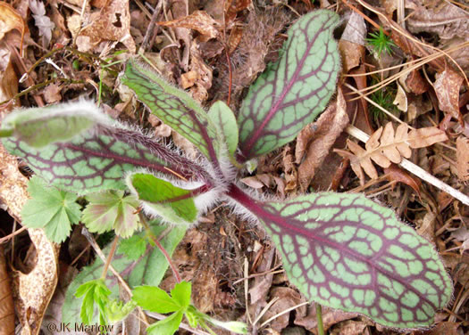 image of Hieracium venosum, Rattlesnake Hawkweed, Rattlesnake Weed, Veiny Hawkweed