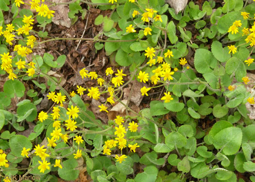 image of Packera serpenticola, Buck Creek Ragwort, Serpentine Ragwort, Rattlesnake Groundsel, Buck Creek Groundsel